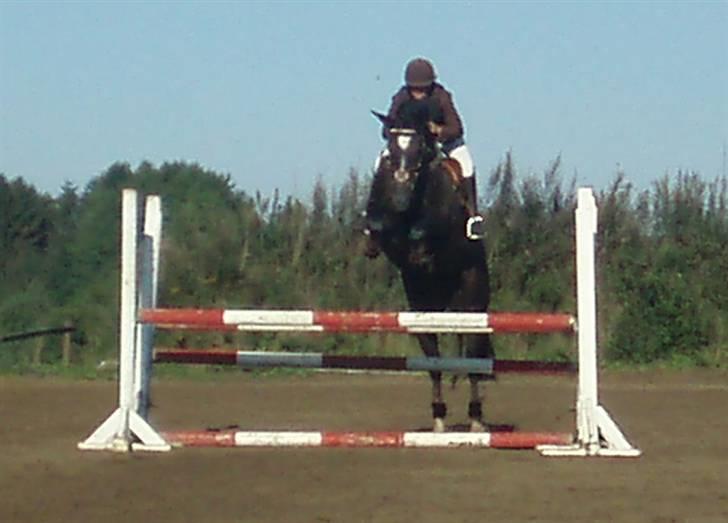 Anden særlig race Ebony *Solgt* - Opvarmning til LC, spring stort over:) billede 6