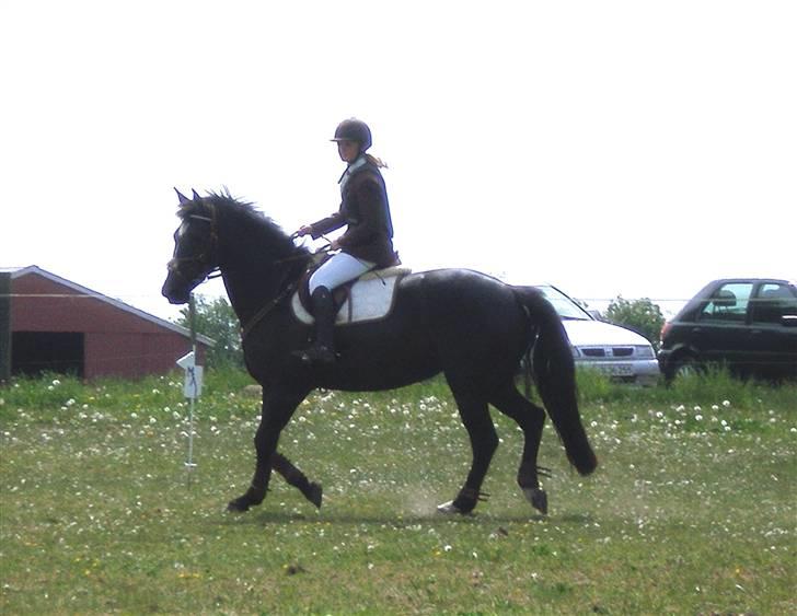 Anden særlig race Ebony *Solgt* - fede<3 billede 7