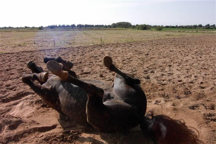 Anden særlig race Ebony *Solgt* - sommer 2007 billede 10