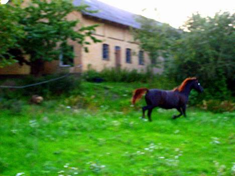 DSP Rolighedens Rosa billede 11