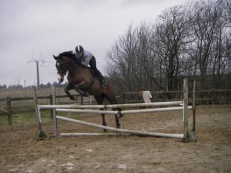 Dansk Varmblod Moonligt *Solgt* - han flyver helt ! billede 9