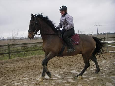 Dansk Varmblod Moonligt *Solgt* billede 10
