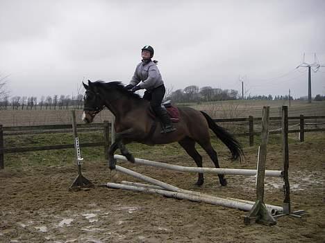 Dansk Varmblod Moonligt *Solgt* - de klagede over at jeq ikke kiqqede nok op ! heeh ! billede 11