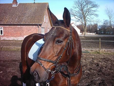 Traver label    R.I.P - her er min dejlig hest så billede 1