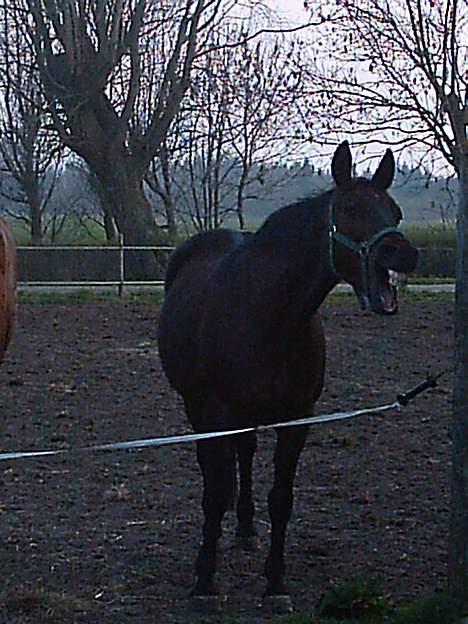 Traver label    R.I.P - hehe se hun smiller til jer billede 2