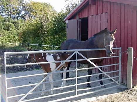 Traver label    R.I.P - her er hun sammen med sit føl  billede 7