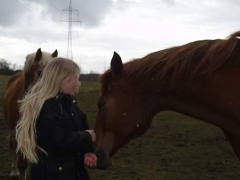 Dansk Varmblod Firanze RIP billede 2