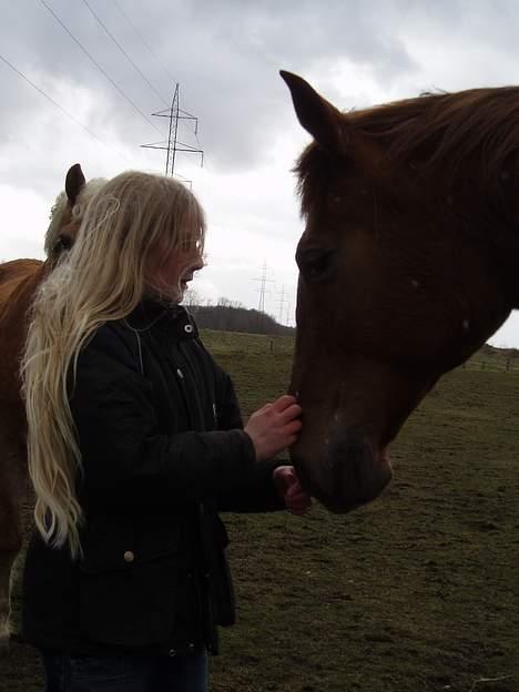 Dansk Varmblod Firanze RIP billede 3