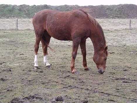 Dansk Varmblod Firanze RIP billede 4