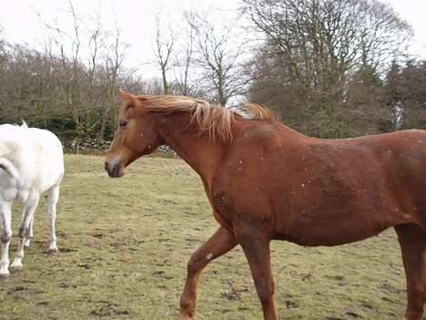 Dansk Varmblod Firanze RIP billede 5