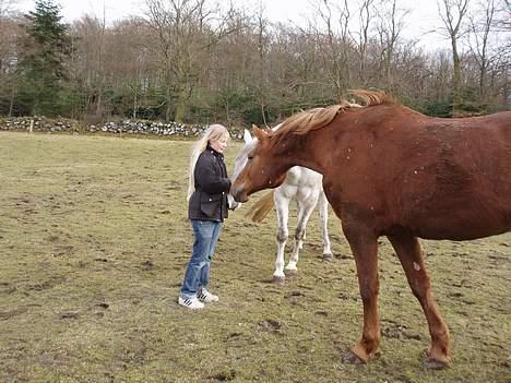 Dansk Varmblod Firanze RIP billede 6