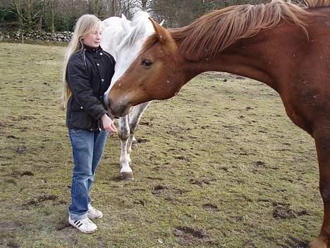 Dansk Varmblod Firanze RIP billede 7