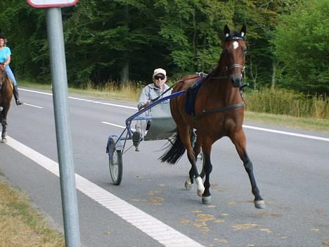 Traver Daylight  - Velkommen <3 her er så dejlige Daylight, på tur =) billede 1