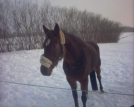 Traver Daylight  - Her står vi, i sne vejr... hehe billede 2