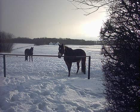Traver Daylight  - Nu kommer vi og lukker op.. hvem er den første?? det er Daylight <3 billede 4