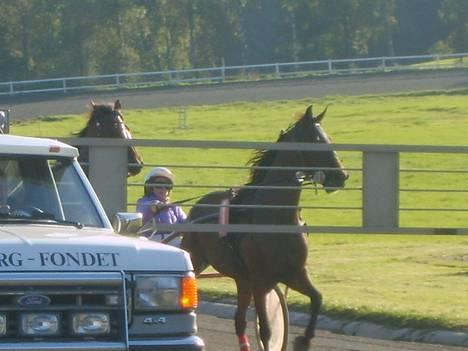 Traver Daylight  -  her er hun bag startvognen, til hendes løb. hun er lidt hidsig lige der. hihihi billede 11
