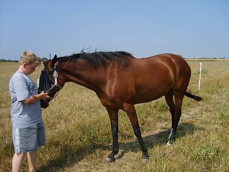 Traver Daylight  - NYT: Her er den dejligeste hoppe traver. <3<3 billede 13