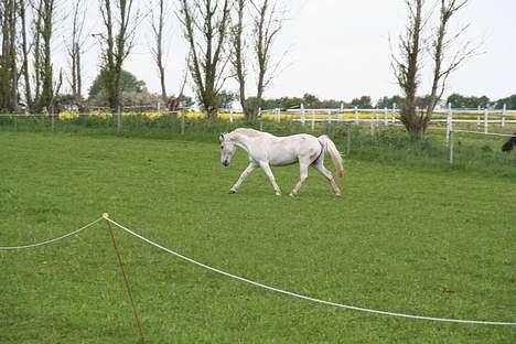 Anden særlig race Shadow(død) - Shadow på fold og hygge sig billede 1
