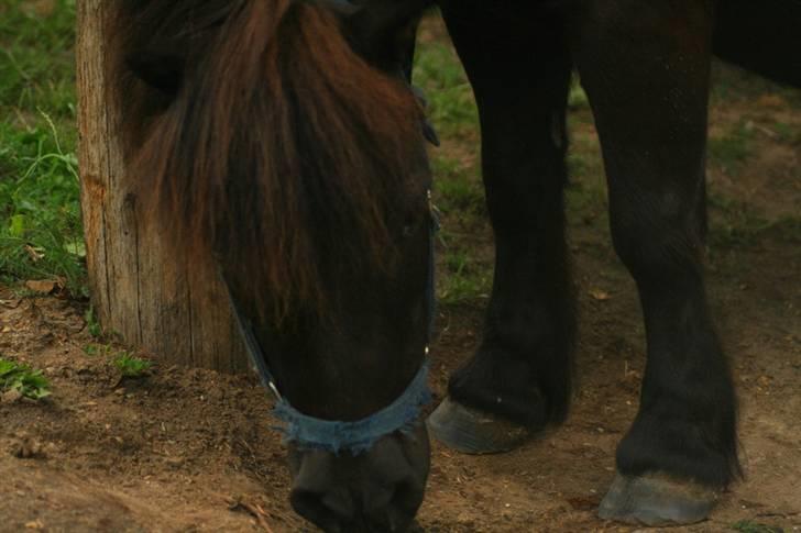 Shetlænder Frederik billede 1