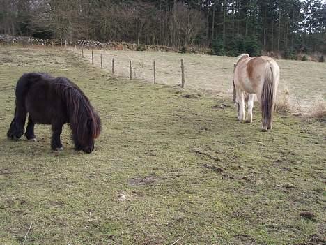 Shetlænder Frederik billede 2