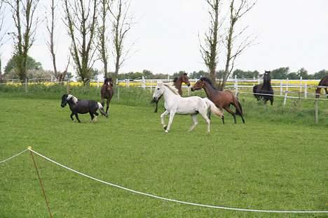 Anden særlig race Shadow(død) - Ude med vennerne billede 2