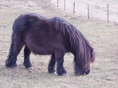 Shetlænder Frederik billede 3