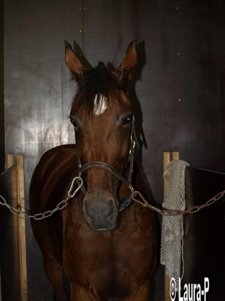 Traver Daylight  - Daylight inde på Travbanen, i vores stald <3 billede 15