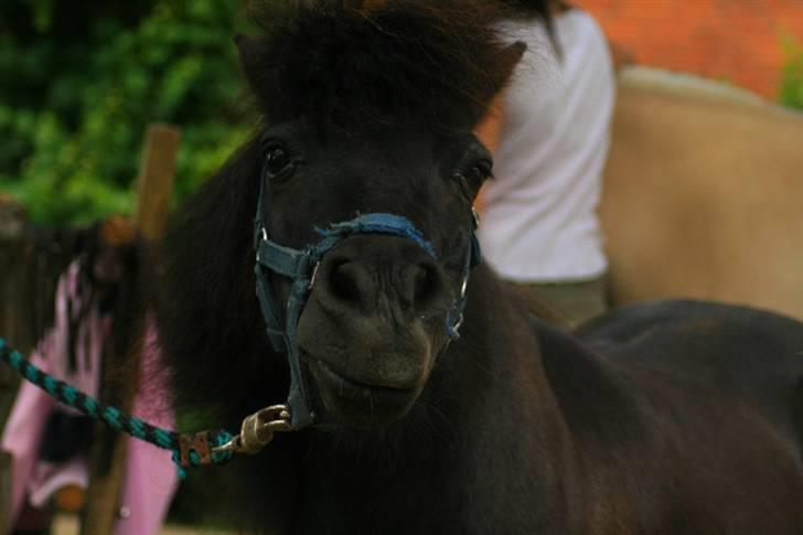 Shetlænder Frederik billede 4