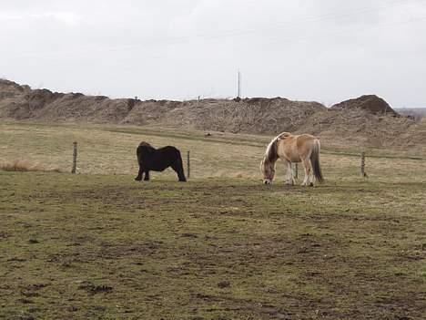 Shetlænder Frederik billede 5