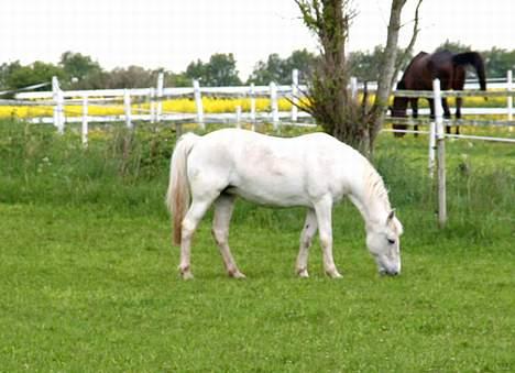 Anden særlig race Shadow(død) - uhm!! Jeg elsker at græsse billede 3