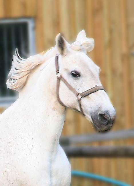 Anden særlig race Shadow(død) - min smukke Shadow billede 4