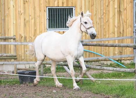 Anden særlig race Shadow(død) - Traver som en drøm billede 5
