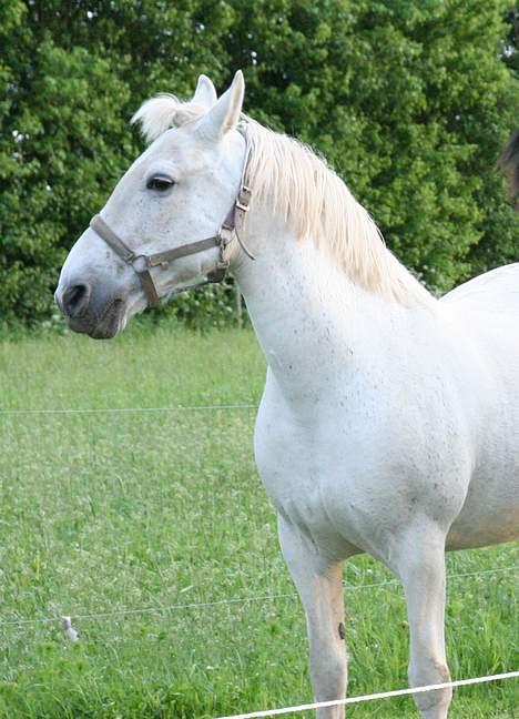 Anden særlig race Shadow(død) - Er jeg ik´bare skøn billede 6