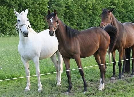 Anden særlig race Shadow(død) - Mine bedste venner Decheri og Adelight billede 7