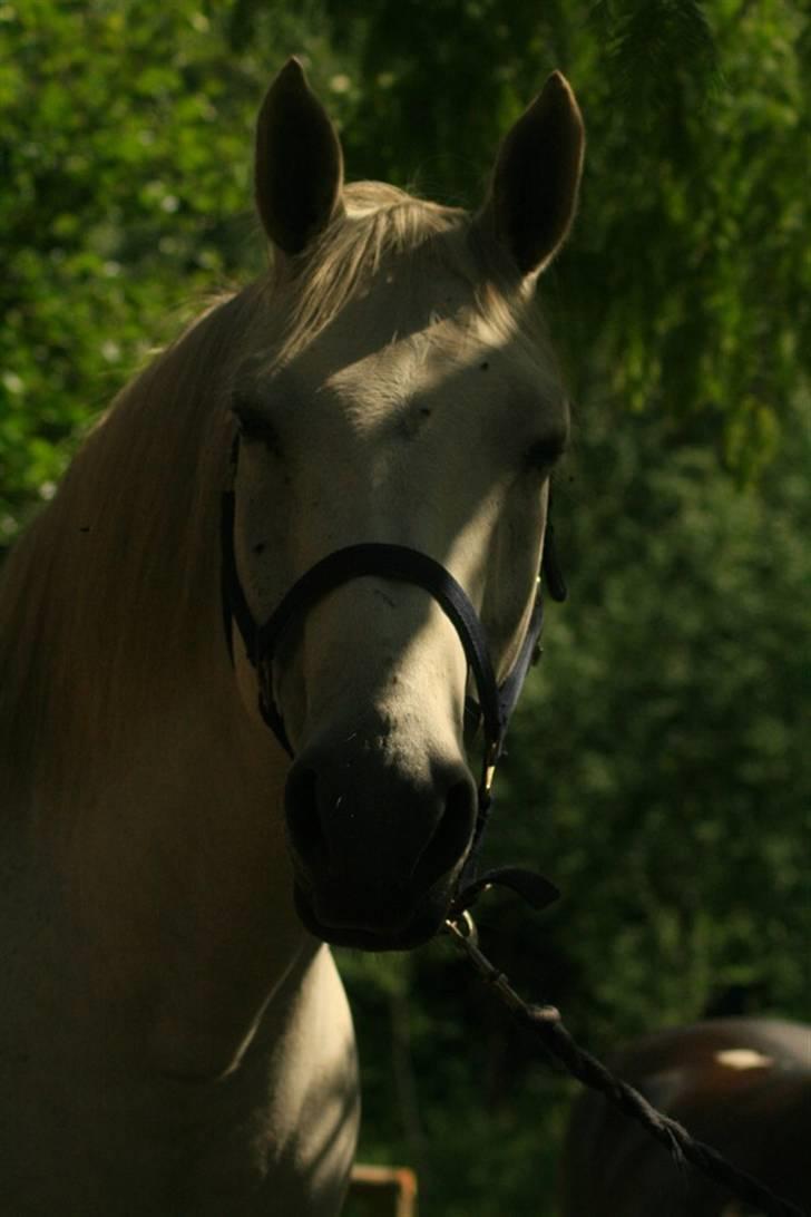 Anden særlig race Shamal *RIP* billede 1