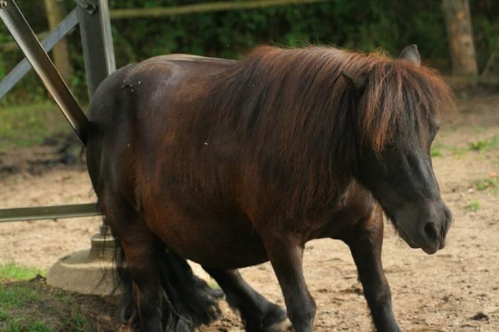 Shetlænder Frederik billede 6