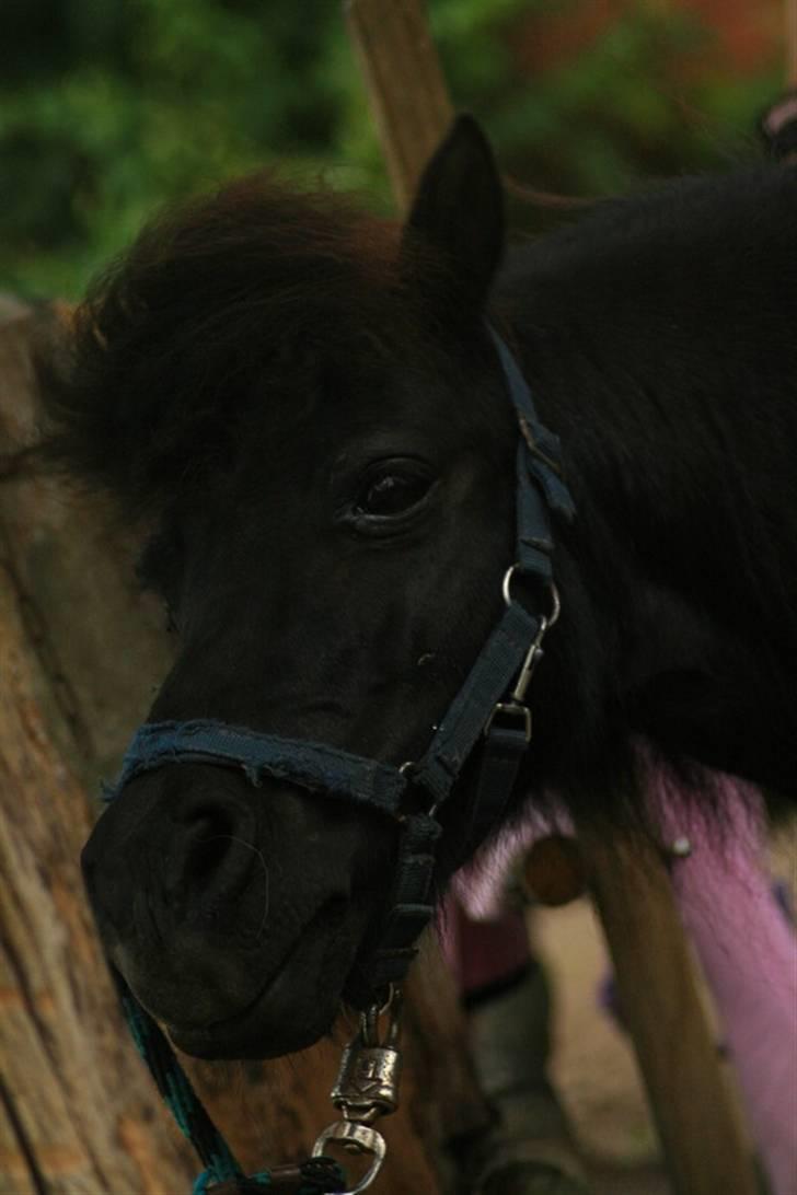 Shetlænder Frederik billede 7