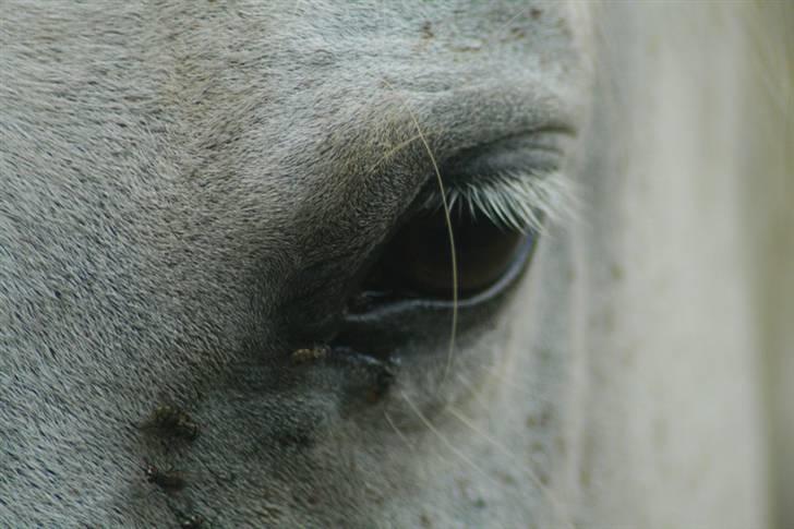 Anden særlig race Shamal *RIP* billede 3