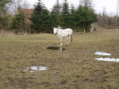 Anden særlig race Shamal *RIP* billede 4