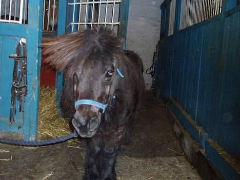 Shetlænder Frederik billede 8