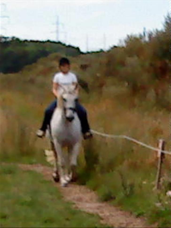 Anden særlig race Shamal *RIP* billede 5