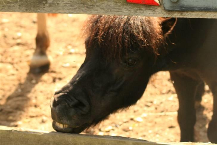 Shetlænder Frederik billede 9