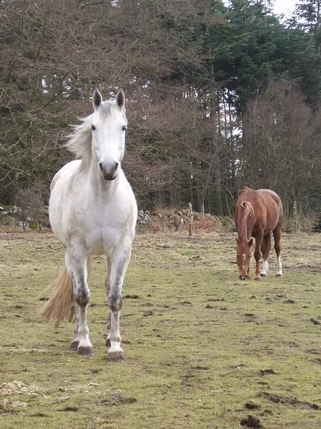 Anden særlig race Shamal *RIP* billede 6