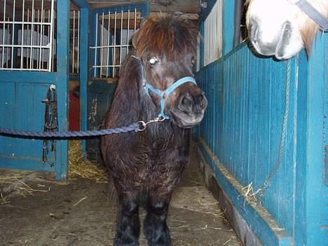 Shetlænder Frederik billede 10