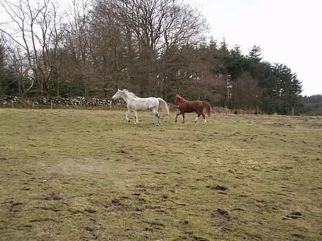 Anden særlig race Shamal *RIP* billede 7