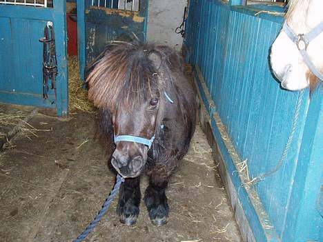 Shetlænder Frederik billede 11