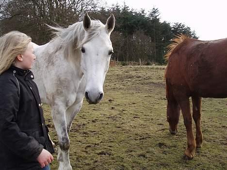 Anden særlig race Shamal *RIP* billede 8