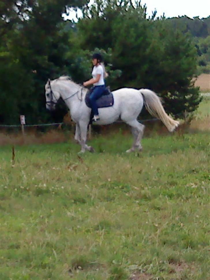 Anden særlig race Shamal *RIP* billede 9