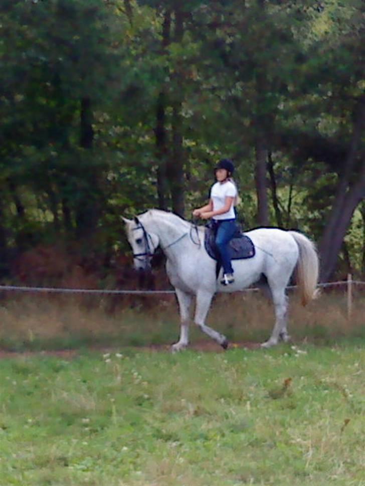 Anden særlig race Shamal *RIP* billede 10