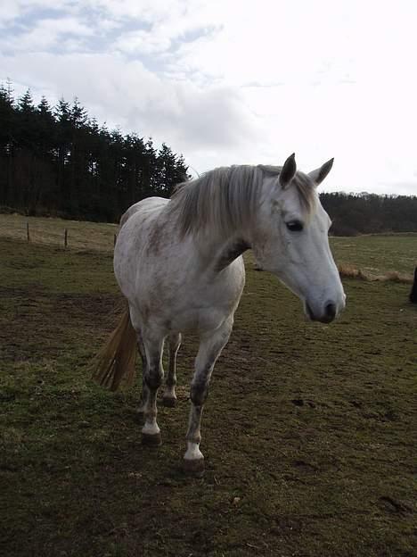 Anden særlig race Shamal *RIP* billede 11